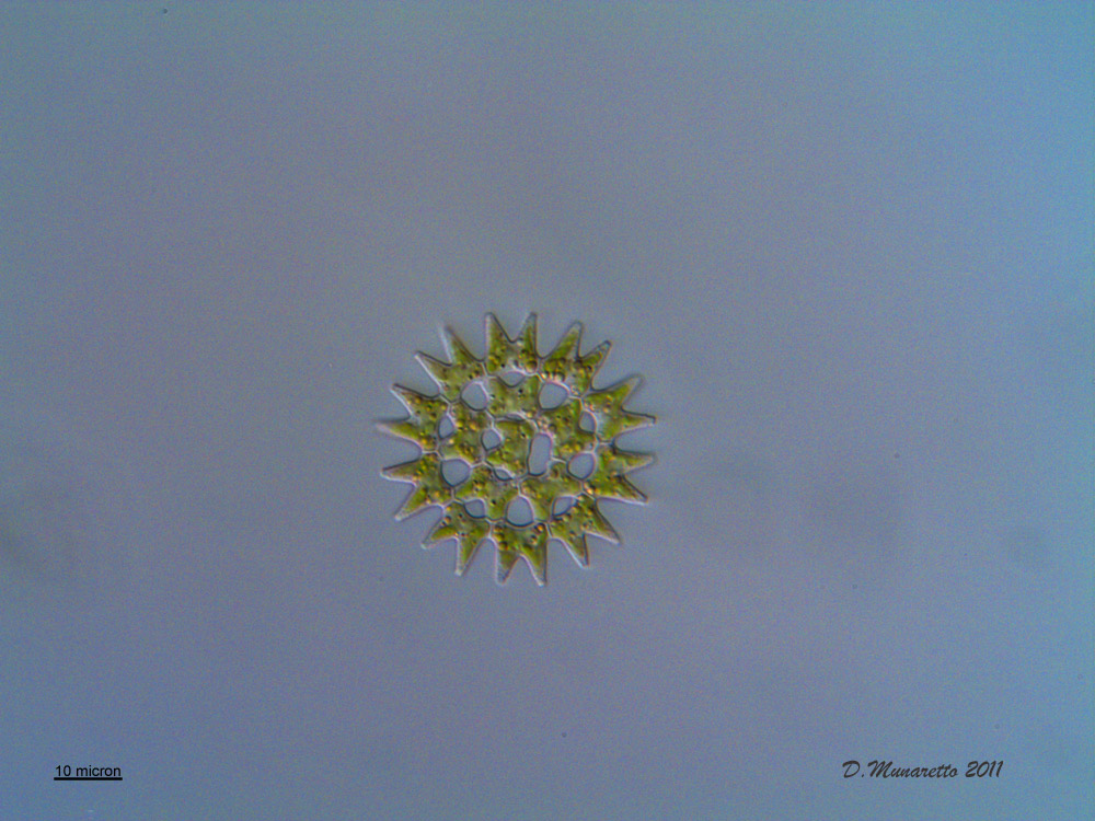 Pediastrum